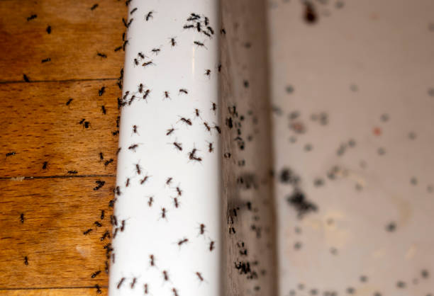 Best Insect Control  in Ansonia, OH